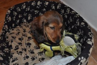 Jamnik d�ugow�osy